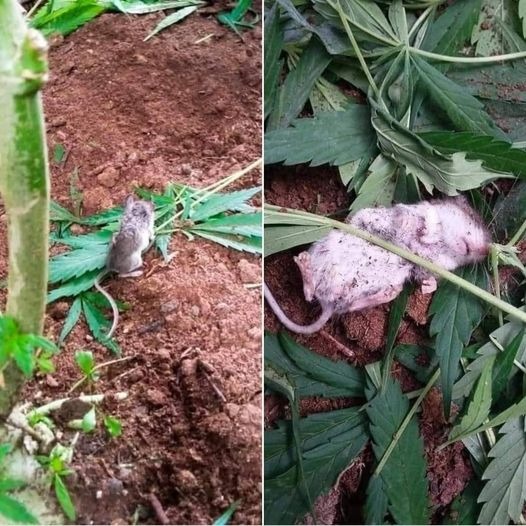 For 2 days in a row I have seen this little guy removing leaves from a very particular plant nearby and eating them until he passes out.