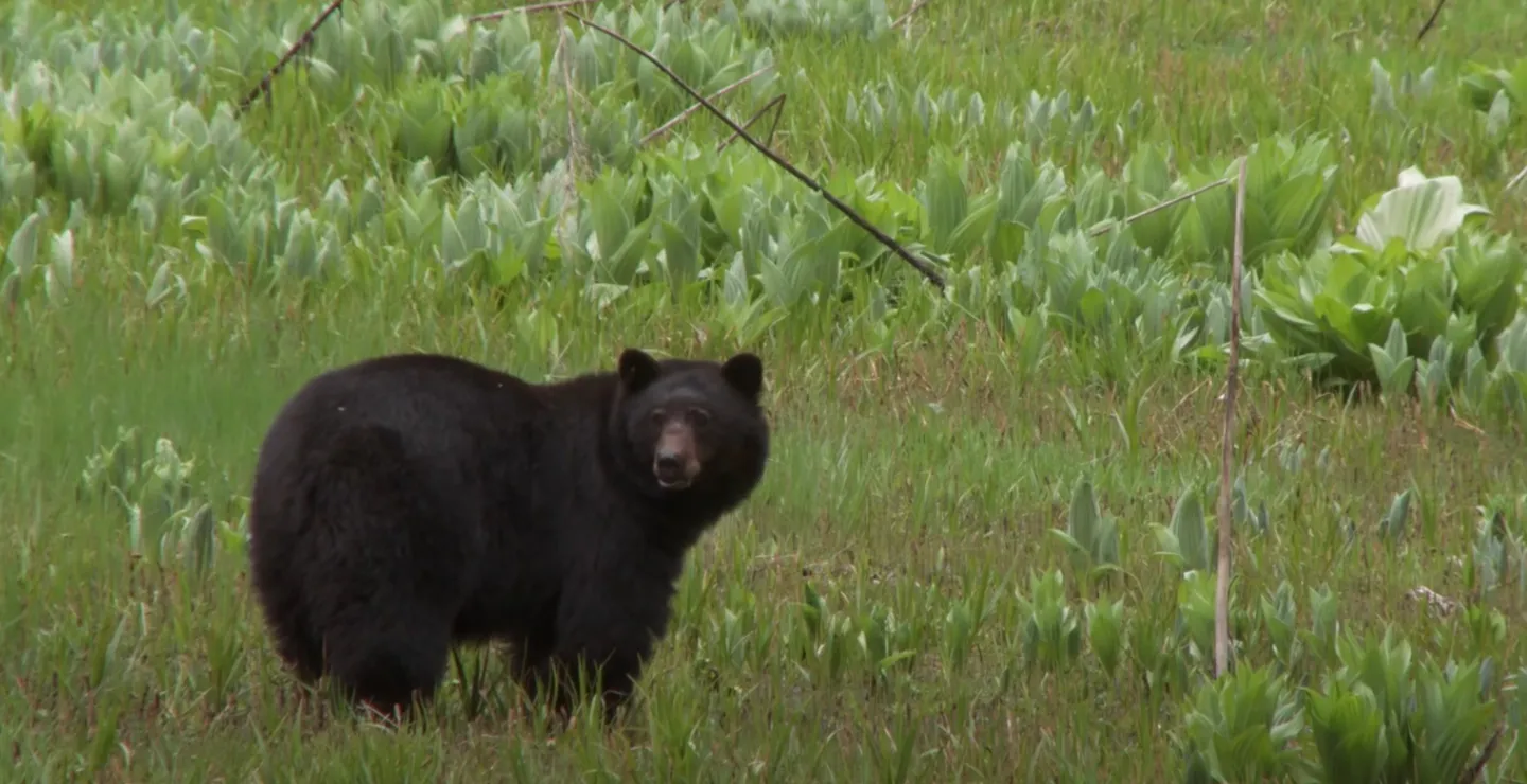 Black Bear Stalked California Woman For Months Before It Mauled Her To Death