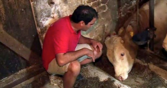 Bull was chained up his whole life – now watch when this animal hero cuts the lock