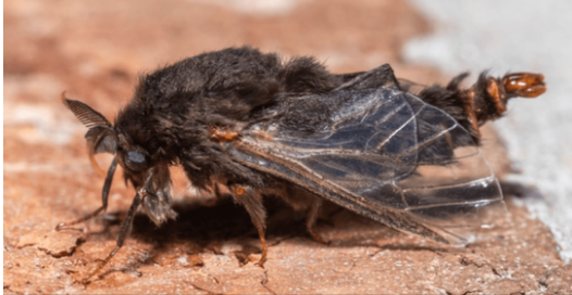 Guarding Your Trees: The Stealthy Threat of the Evergreen Bagworm